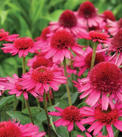 Coneflower Delicious Candy